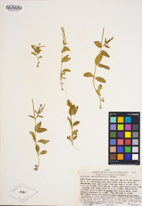 Epilobium hornemannii image