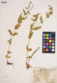 Epilobium ciliatum image