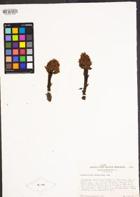 Pleuricospora fimbriolata image