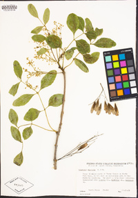 Fraxinus dipetala image