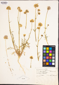 Gilia capitata subsp. staminea image