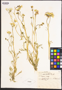Gilia tricolor image
