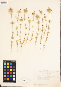 Leptosiphon ciliatus image