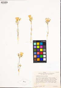 Linanthus dichotomus image