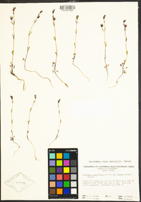 Collinsia sparsiflora var. collina image