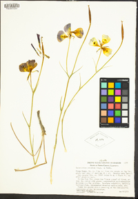 Calochortus venustus image