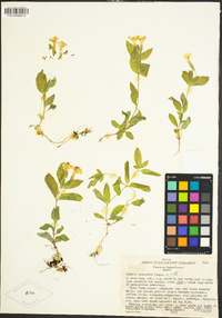 Erythranthe moschata image