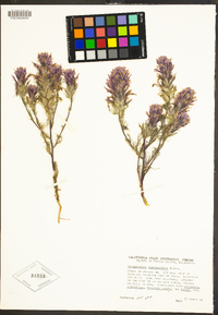 Castilleja exserta image