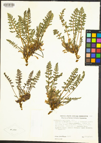 Pedicularis semibarbata image