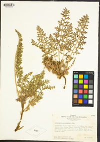 Pedicularis semibarbata image