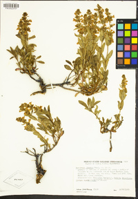 Penstemon deustus image