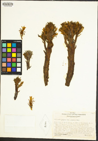 Aphyllon californicum subsp. grayanum image