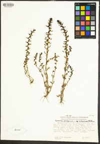 Veronica peregrina subsp. xalapensis image