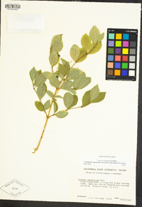 Lonicera conjugialis image