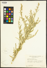 Artemisia douglasiana image