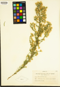 Image of Symphyotrichum batesii