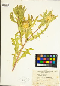 Centaurea benedicta image