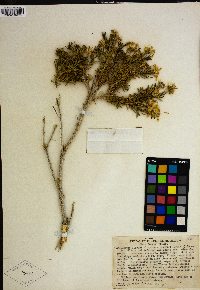 Ericameria linearifolia image