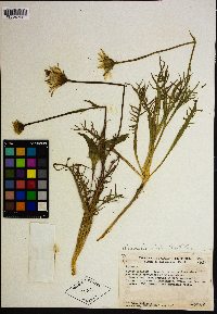 Microseris sylvatica image