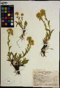 Solidago multiradiata image