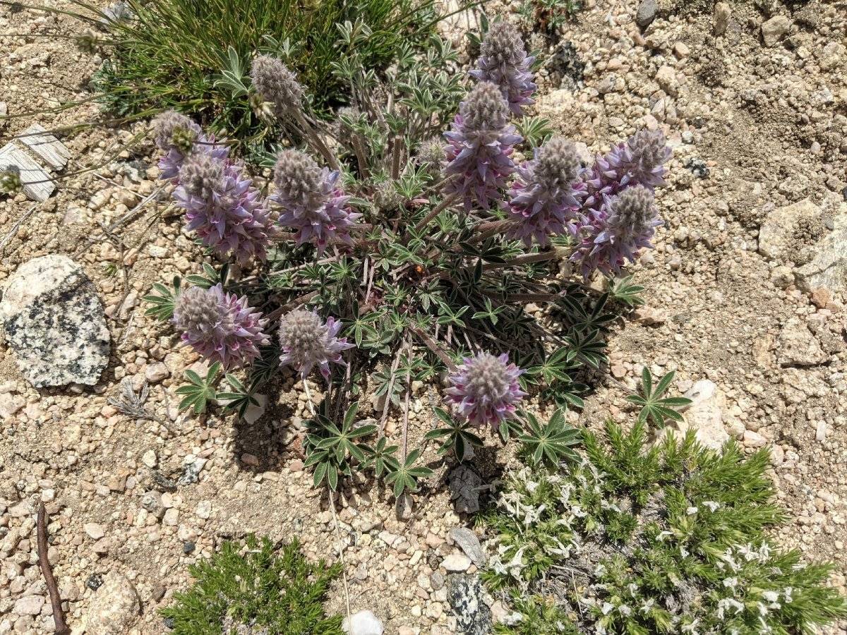 Lupinus lepidus image