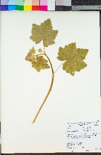 Sidalcea malachroides image