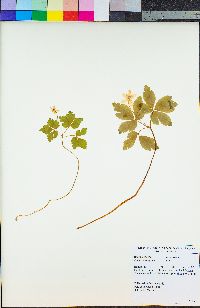 Anemone oregana image
