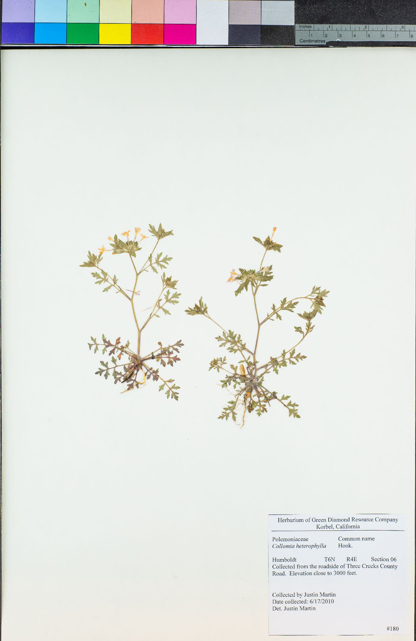 Collomia heterophylla image