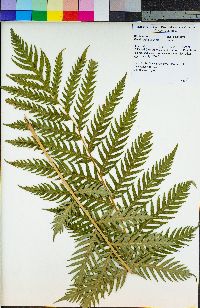 Woodwardia fimbriata image