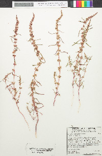 Amaranthus fimbriatus image