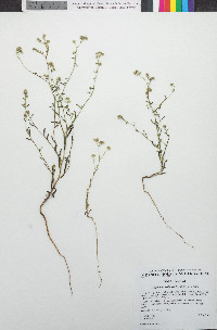 Cryptantha utahensis image