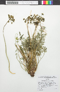 Lomatium parryi image