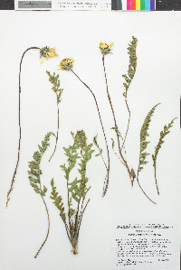 Balsamorhiza hookeri image