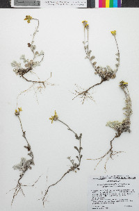 Eriophyllum lanatum var. integrifolium image