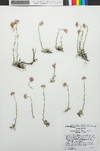 Poa cusickii image