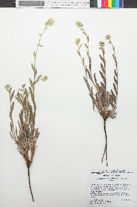 Oreocarya suffruticosa image