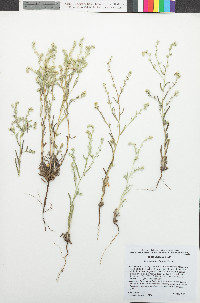 Cryptantha echinella image