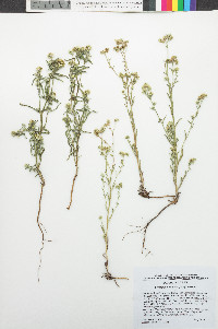 Cryptantha oxygona image