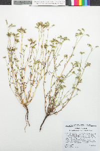 Cryptantha mohavensis image