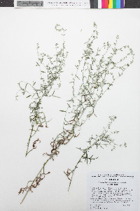 Artemisia ludoviciana image