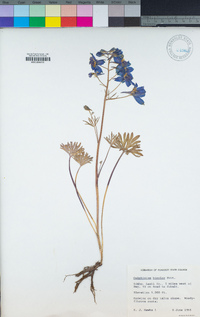 Delphinium bicolor image