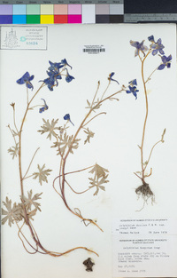 Delphinium decorum image
