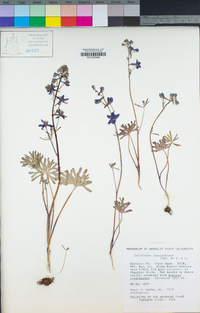 Delphinium depauperatum image