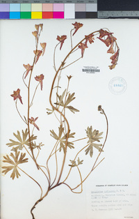 Delphinium nudicaule image