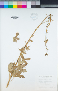 Image of Delphinium barbatum