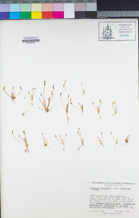 Myosurus apetalus image