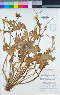 Ranunculus californicus var. cuneatus image