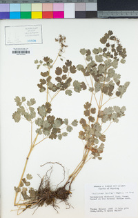 Thalictrum fendleri image