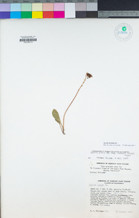 Pyrola picta image