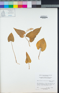 Maianthemum dilatatum image